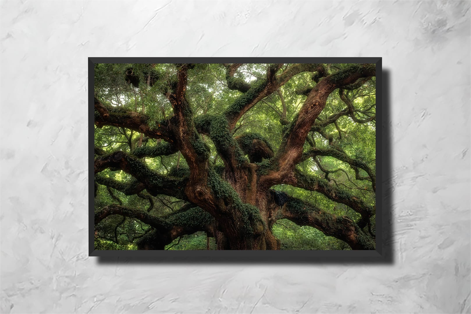 Angel Oak Close II - Imagem 2