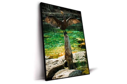 Singing in the shower