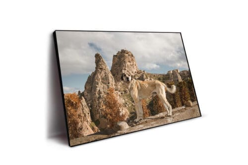 Cappadocia Dog