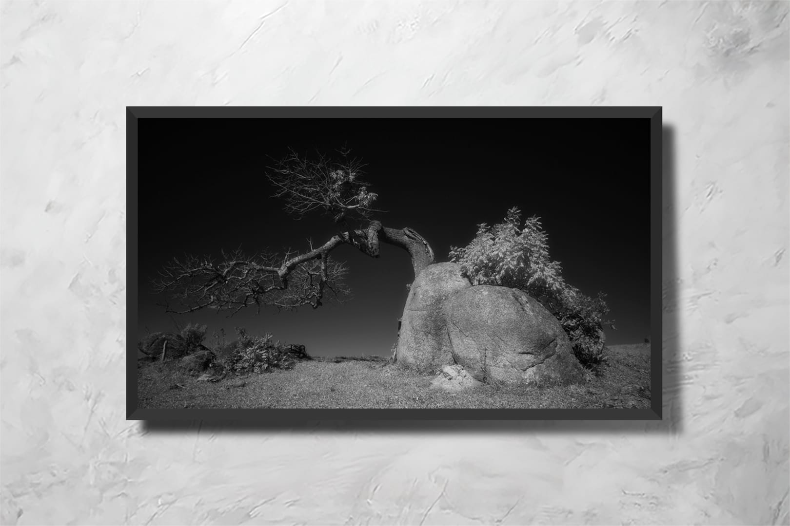 Snail Tree - Imagem 2