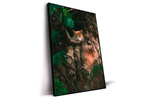 Gato Praia do Forte - A definir