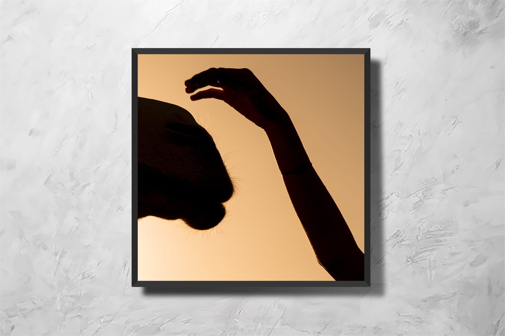 Minimal Camel - Imagem 2