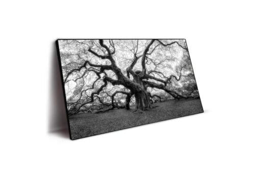 Angel oak portrait